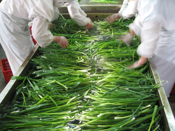 香葱生产展示
